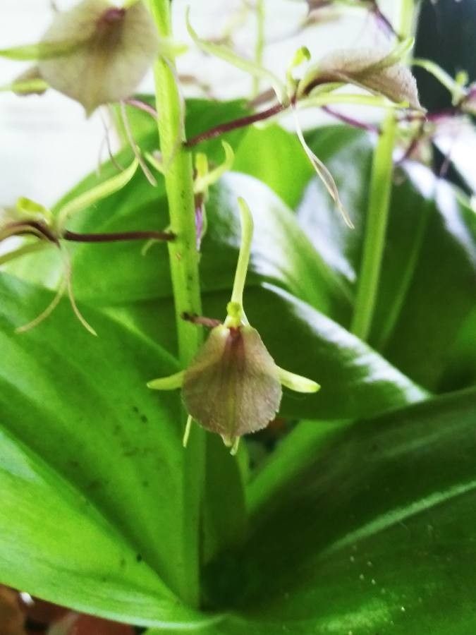 Liparis liliifolia flower