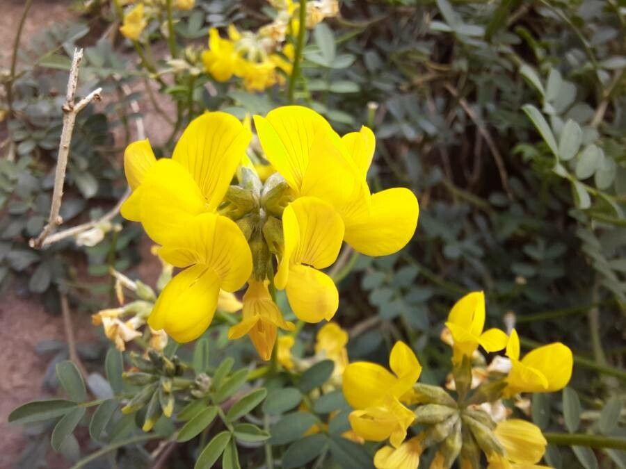 Hippocrepis valentina flower