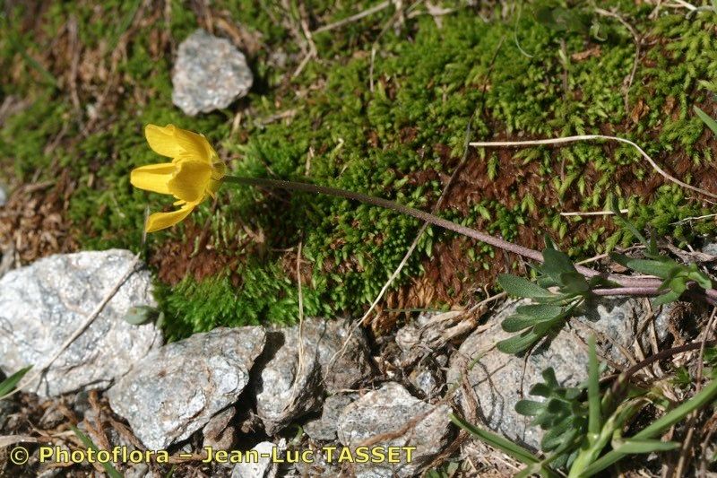 Ranunculus demissus other
