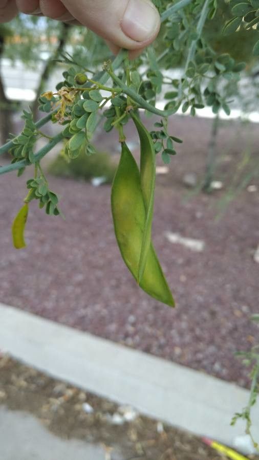 Parkinsonia florida fruit