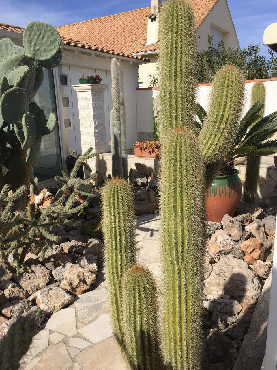 Stenocereus thurberi flower