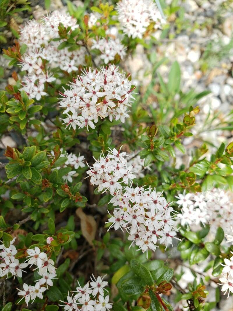 Leiophyllum buxifolium flower
