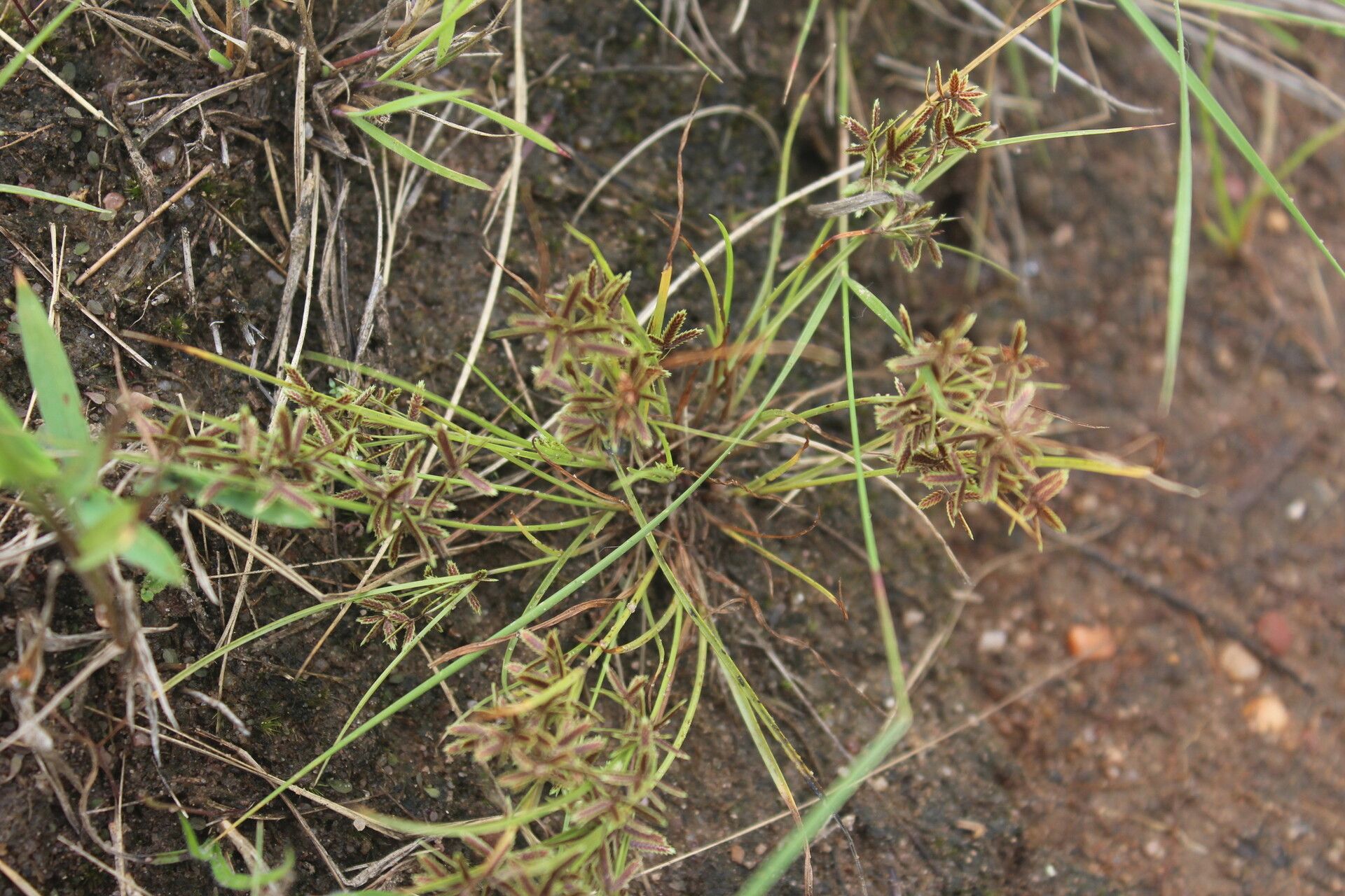 Cyperus pumilus habit