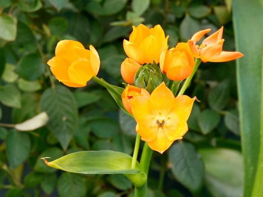 Ornithogalum dubium flower