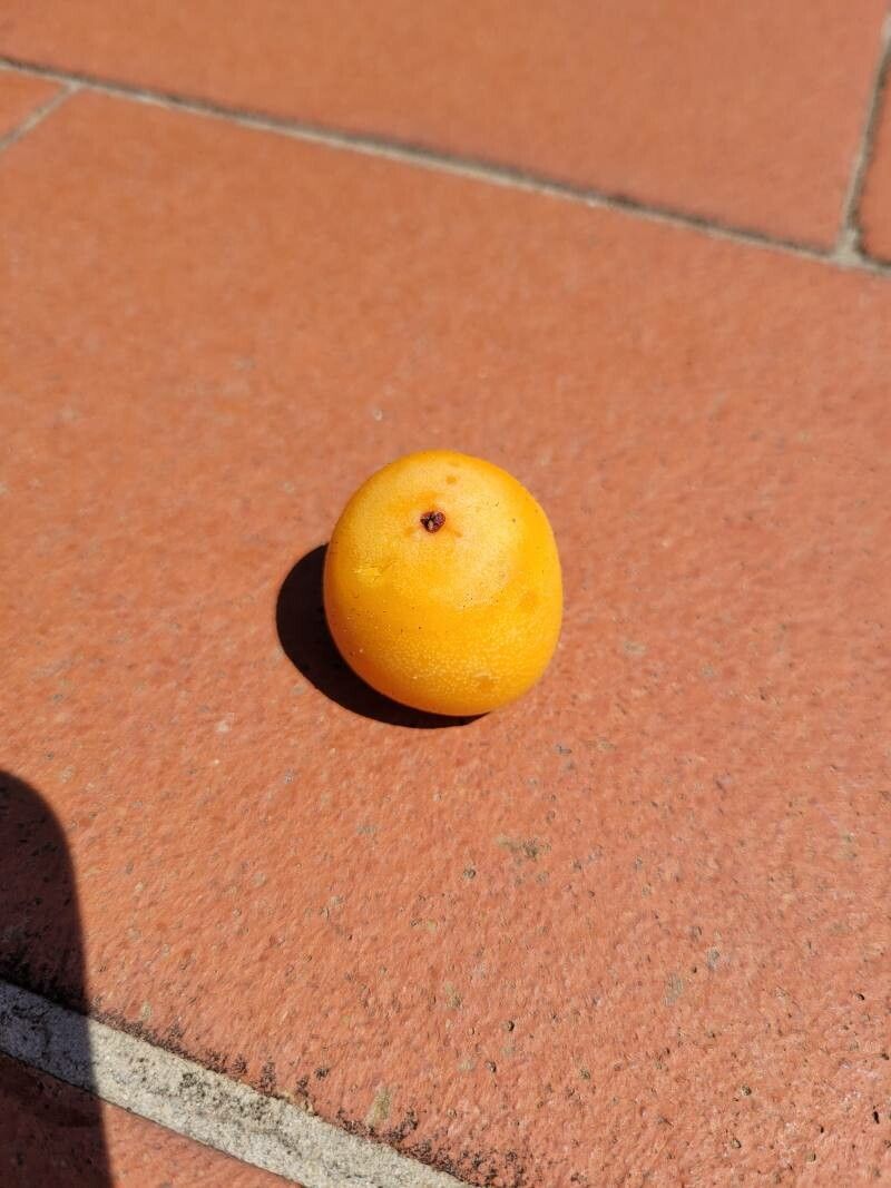 Butia capitata fruit