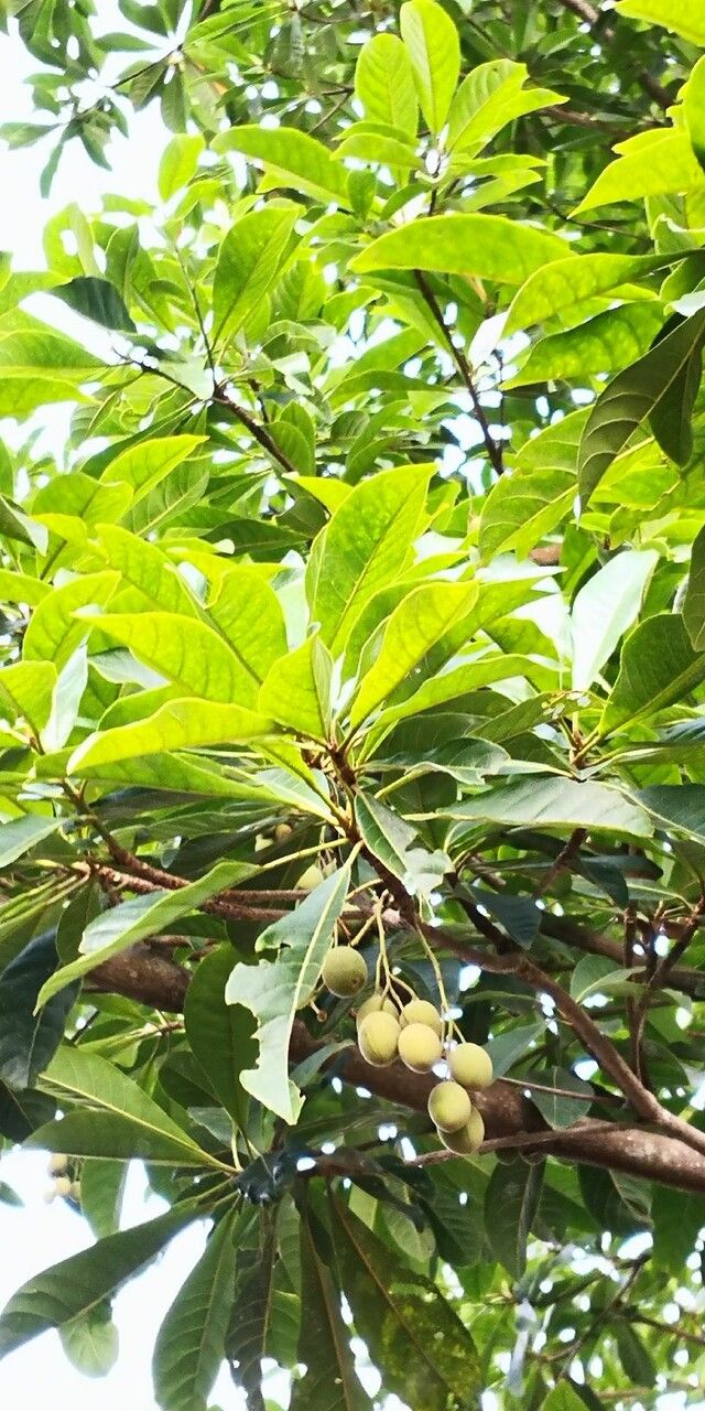 Terminalia myriocarpa fruit
