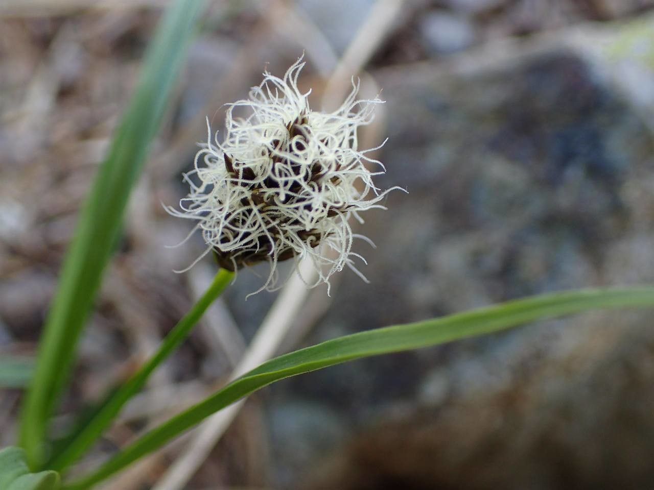 Carex foetida flower