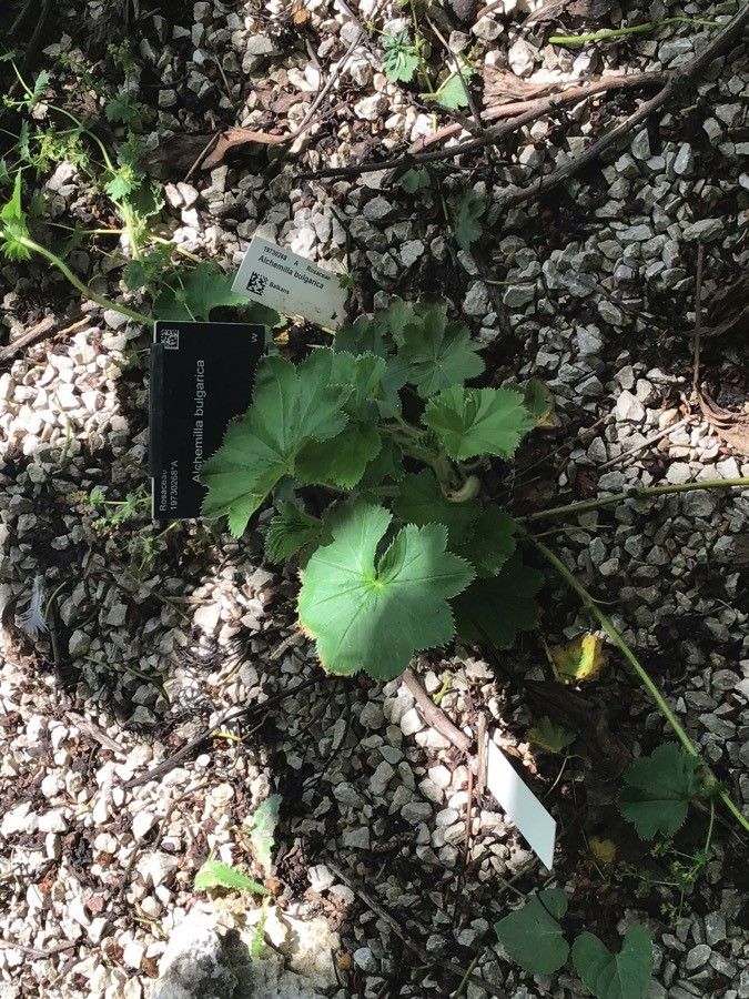 Alchemilla bulgarica — search result for 'Alchemilla'