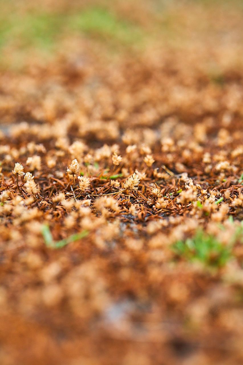 Elatine macropoda flower