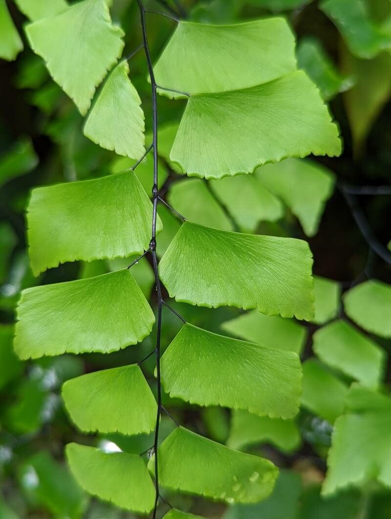 Adiantum trapeziforme leaf