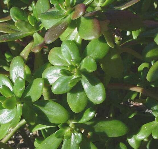 Sedum confusum habit