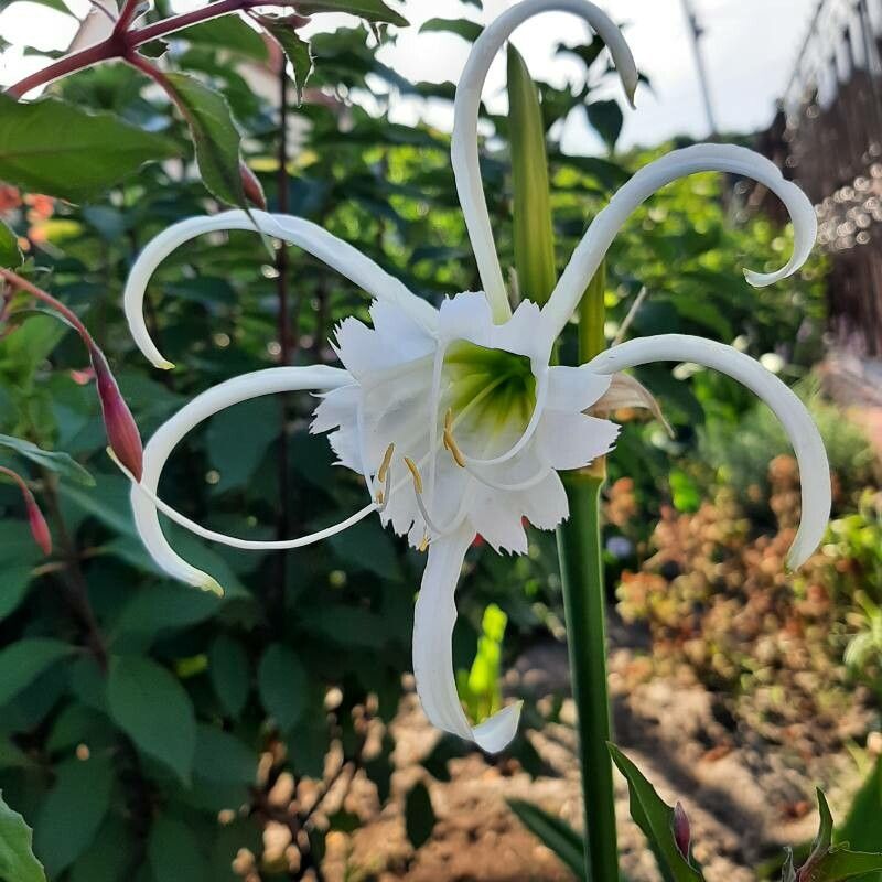 Hymenocallis liriosme flower