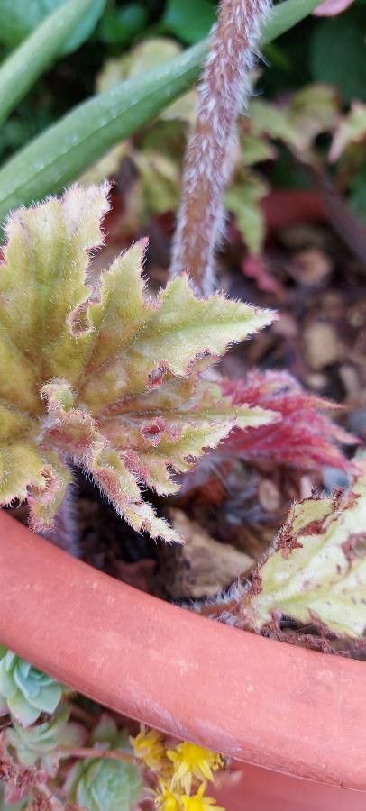 Begonia listada leaf