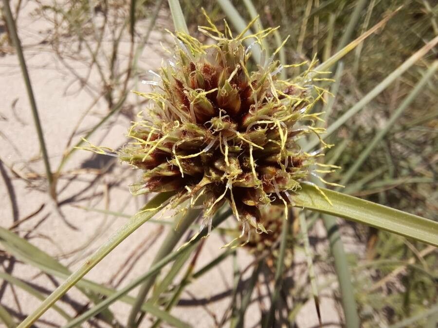 Cyperus capitatus flower