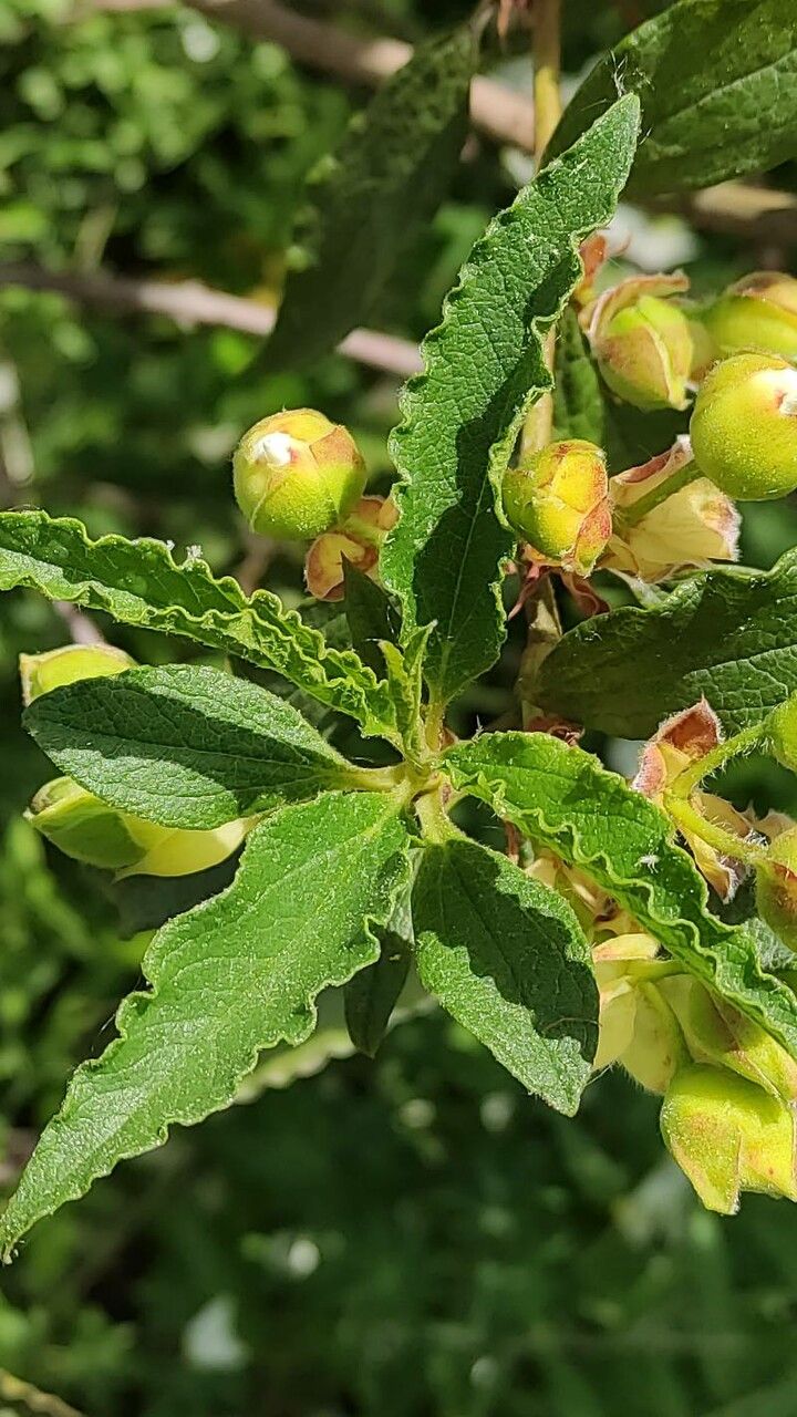 Cistus × aguilari leaf