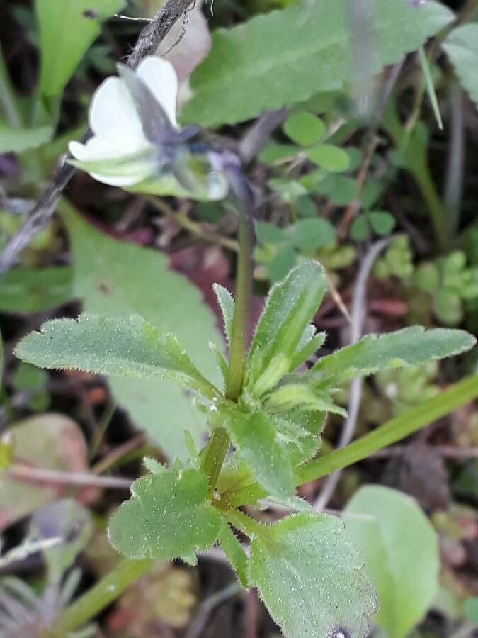 Viola roccabrunensis — houseplant care guide