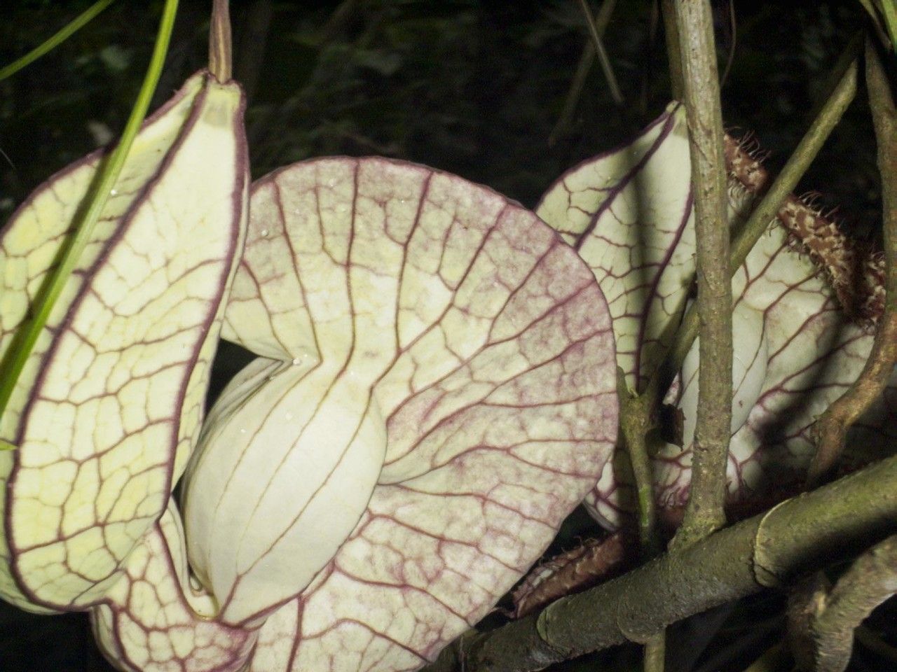 Aristolochia gorgona leaf