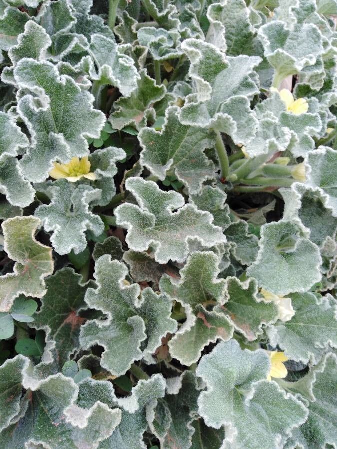 Ecballium elaterium leaf