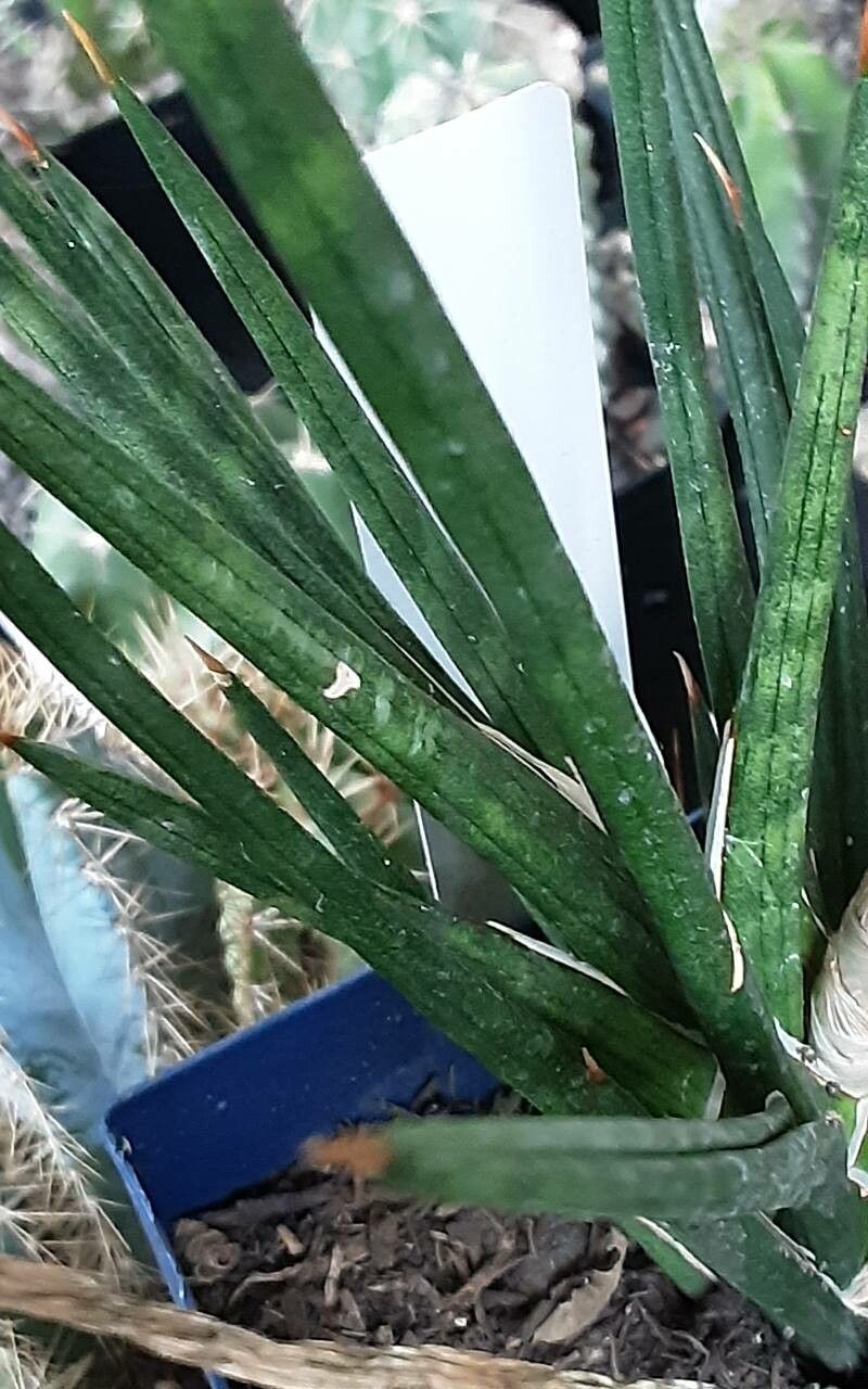 Dracaena francisii — search result for 'Dracaena'