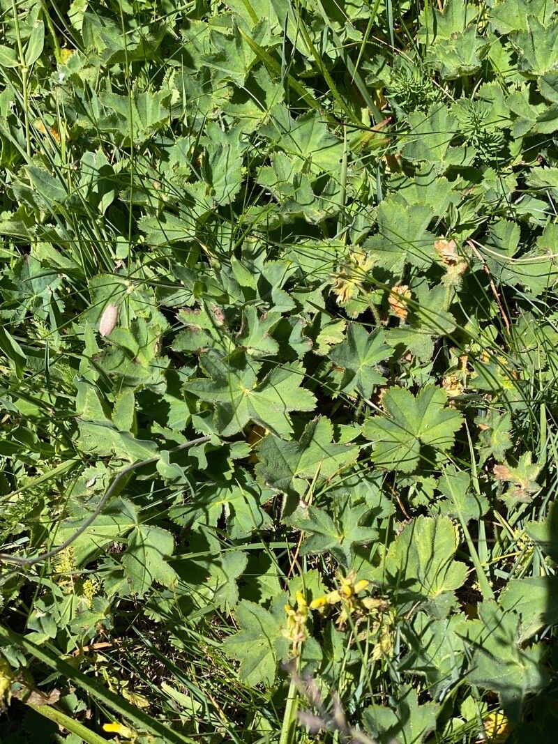 Alchemilla monticola — search result for 'Alchemilla'