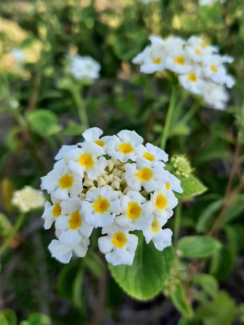 Lantana canescens flower