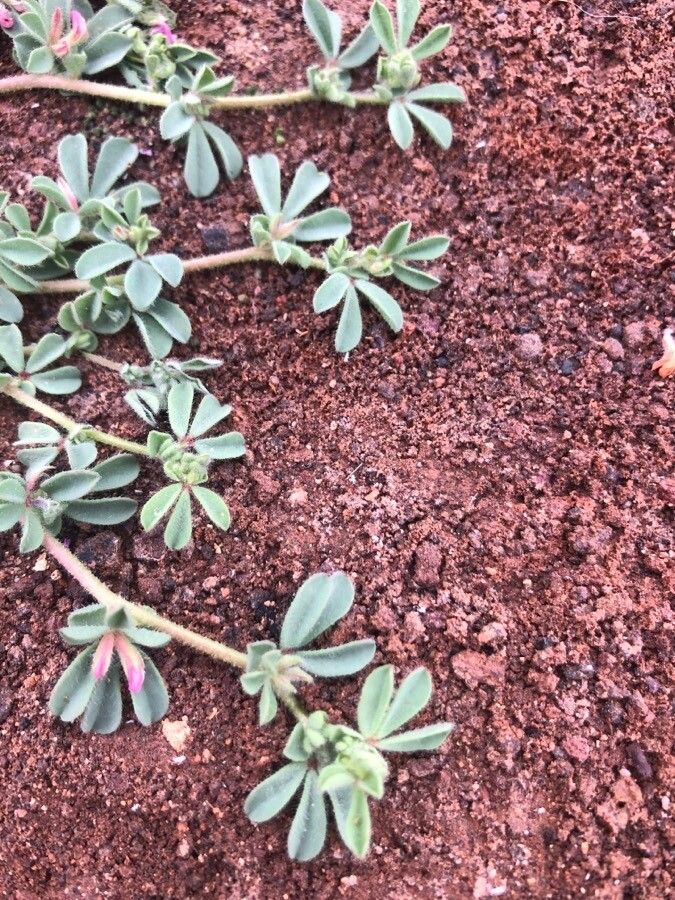 Lotus glinoides — search result for 'Lotus'