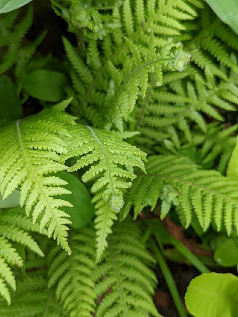 Phegopteris decursive-pinnata leaf