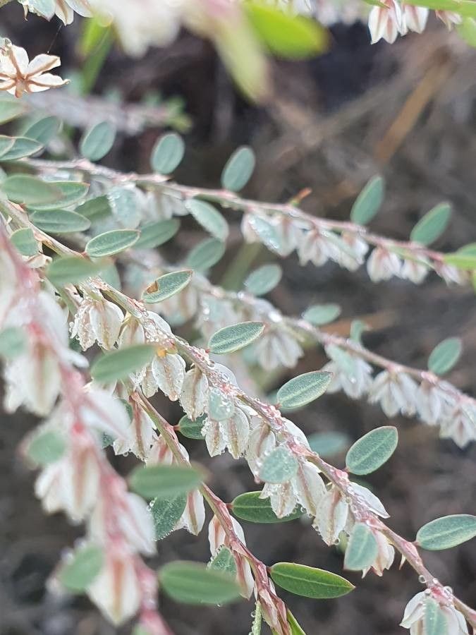 Phyllanthus suffrutescens flower