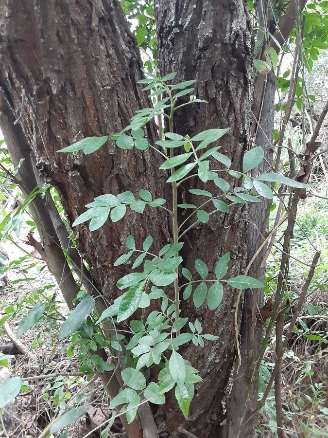 Commiphora mollis bark