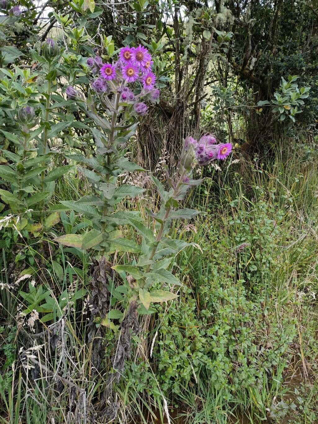 Senecio formosoides habit