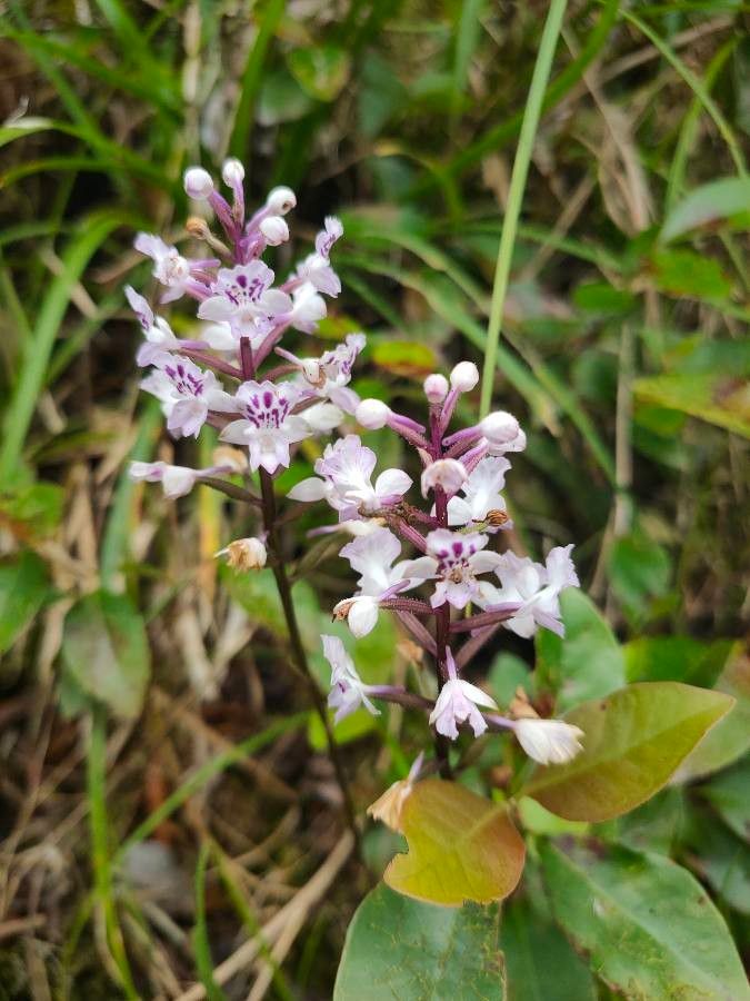 Cynorkis squamosa flower
