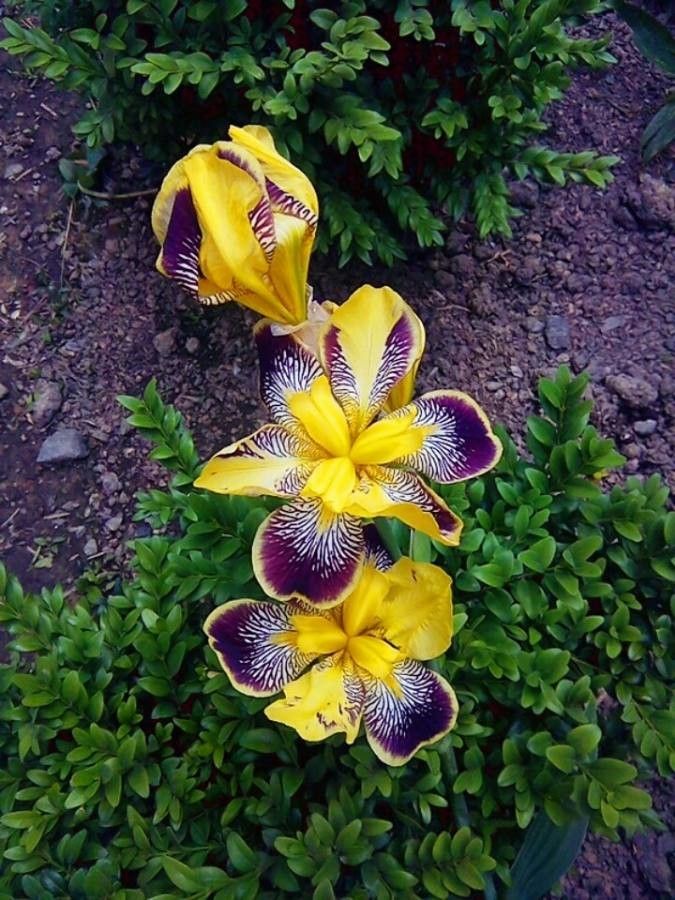 Iris variegata flower