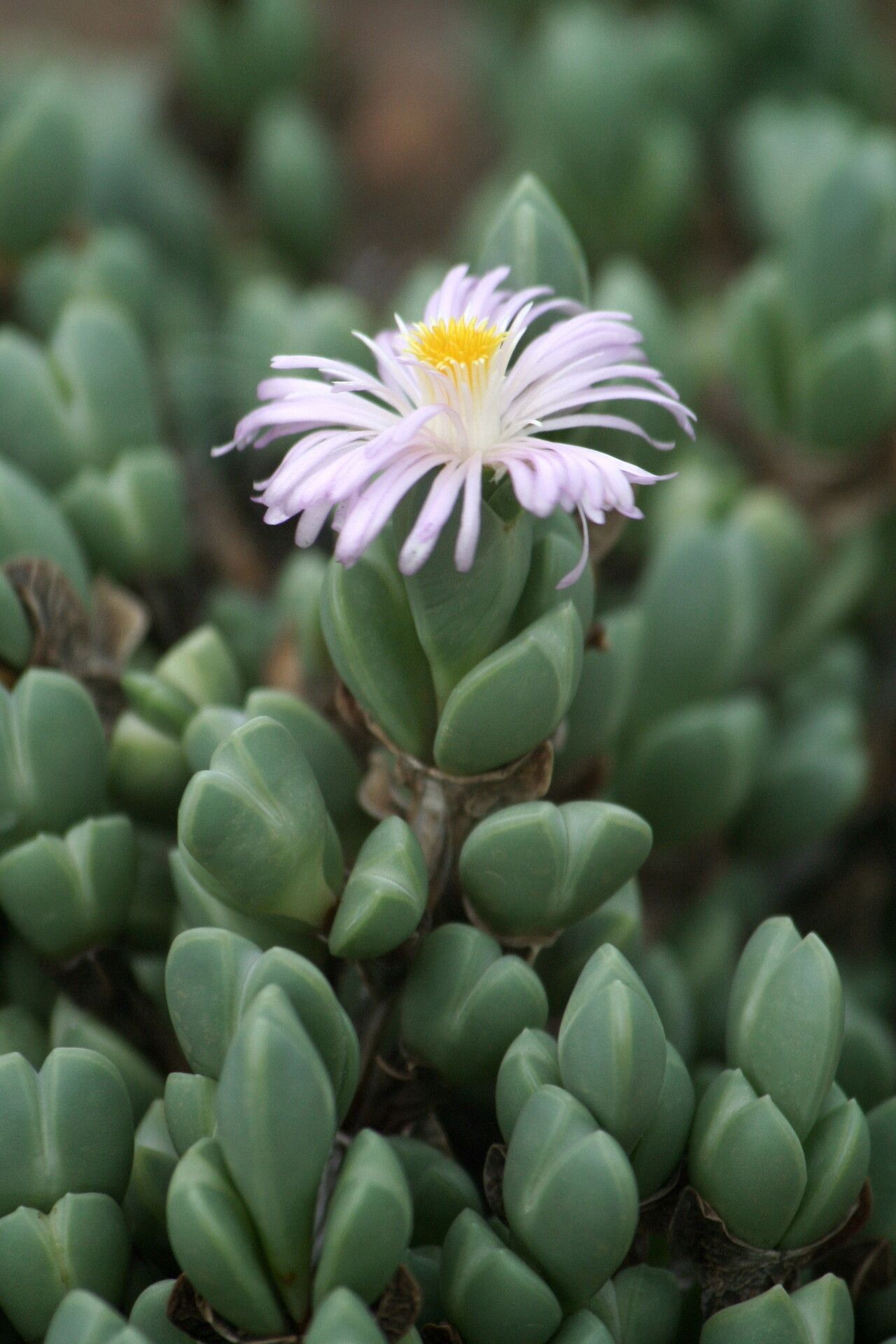 Braunsia apiculata — search result for 'Aizoaceae'