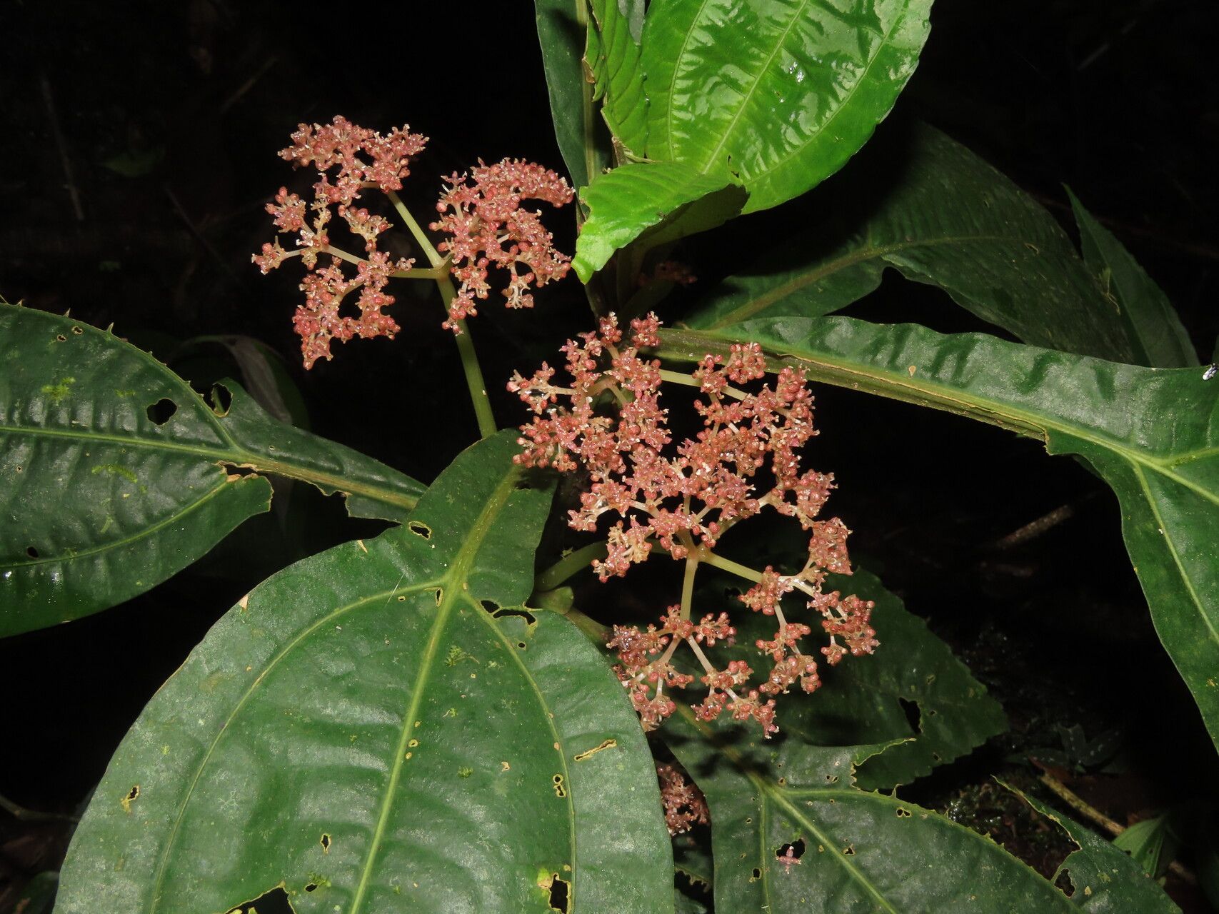 Pilea pteropodon flower