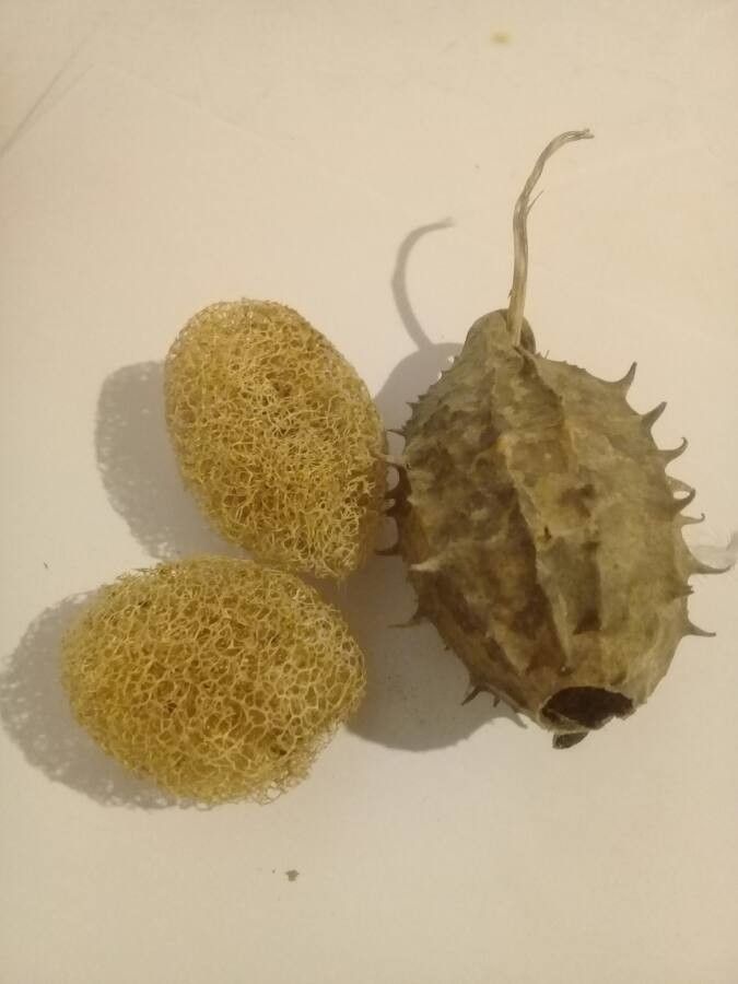 Luffa operculata fruit
