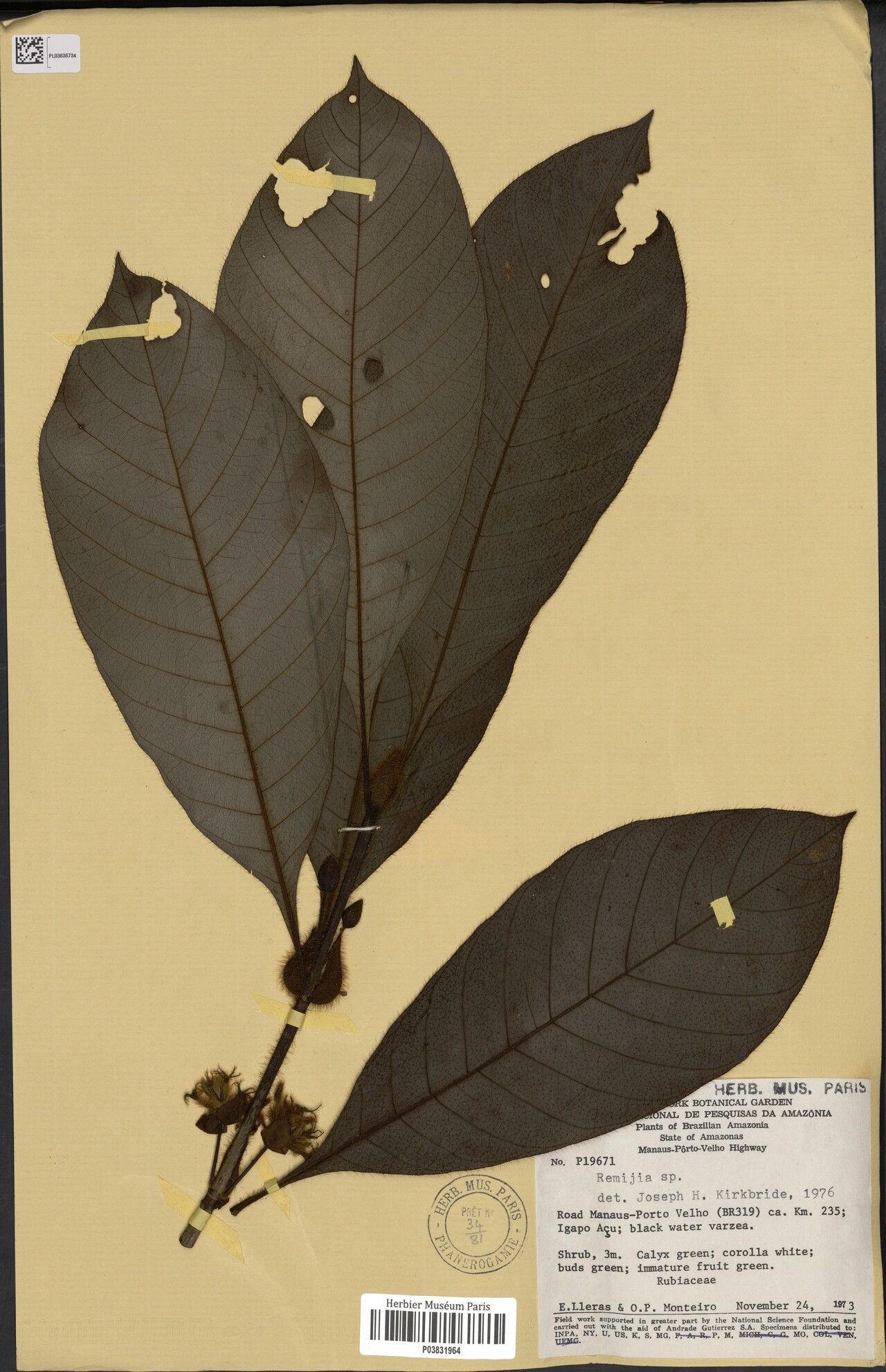 Remijia glomerata fruit