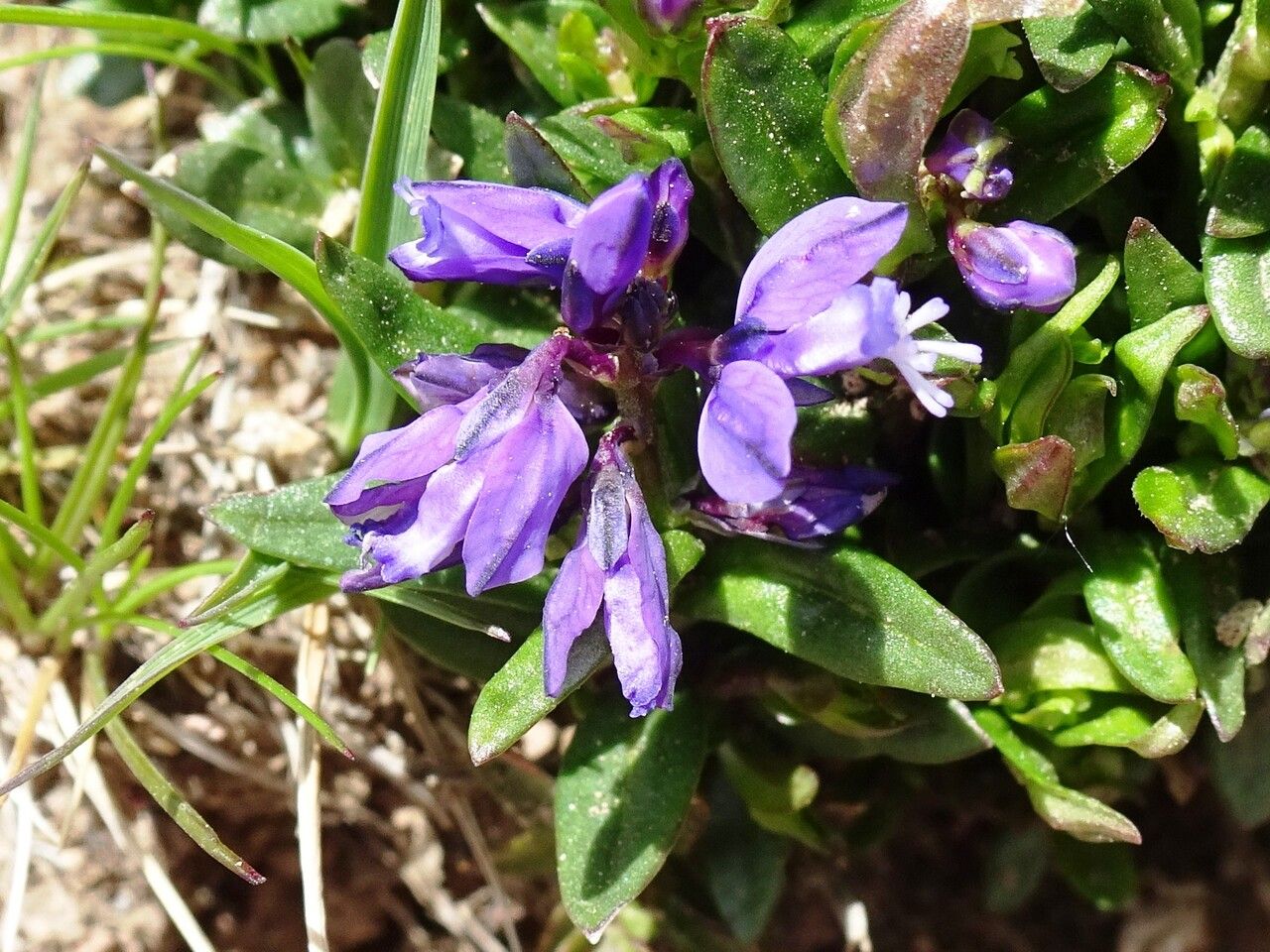 Polygala alpestris flower