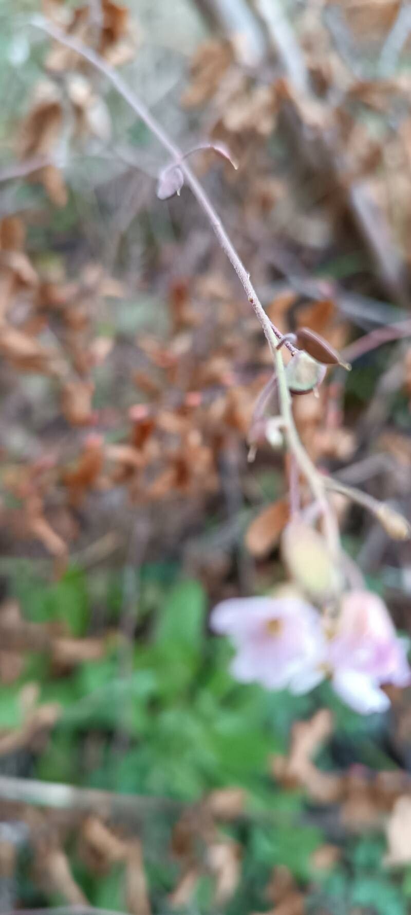 Berteroa mutabilis fruit