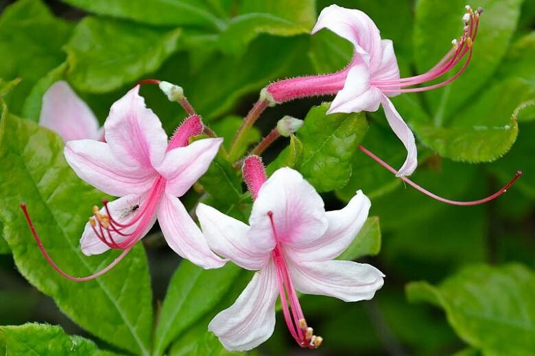 Rhododendron periclymenoides flower