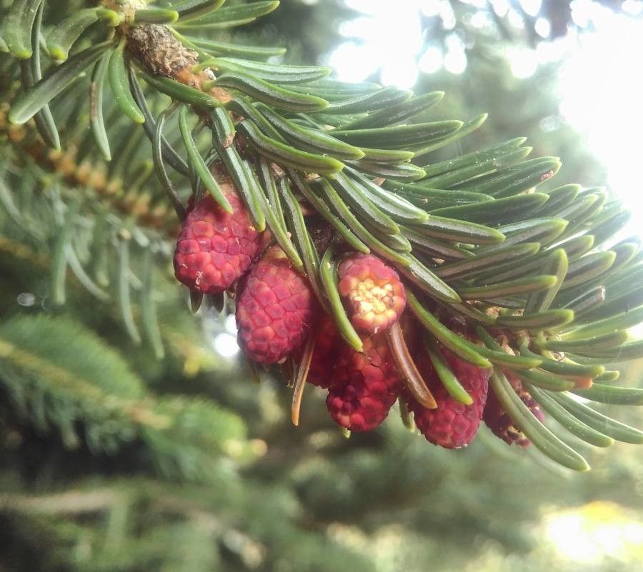 Abies cephalonica flower