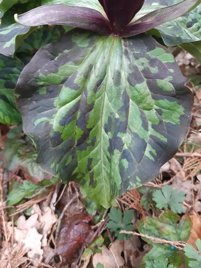 Trillium kurabayashii — search result for 'Trillium'