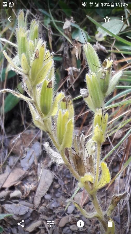 Onosma arenaria fruit