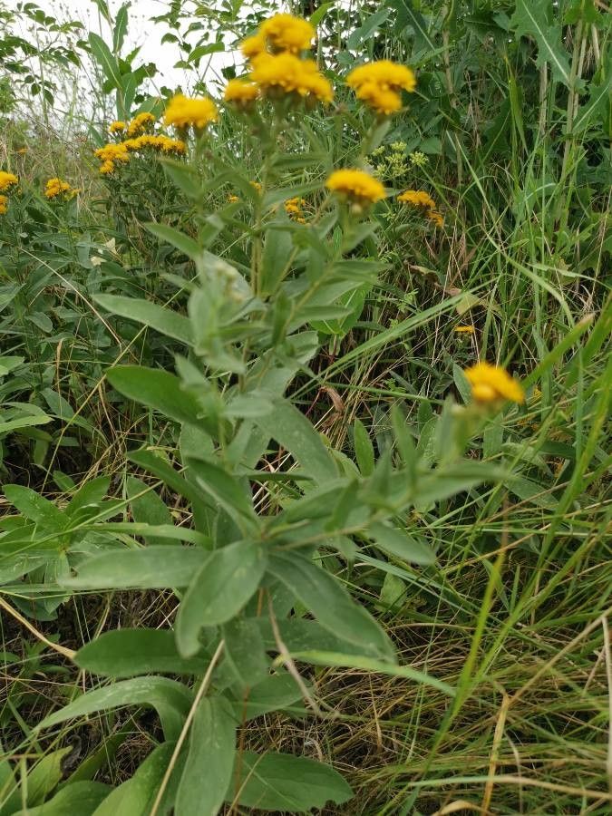 Inula germanica habit