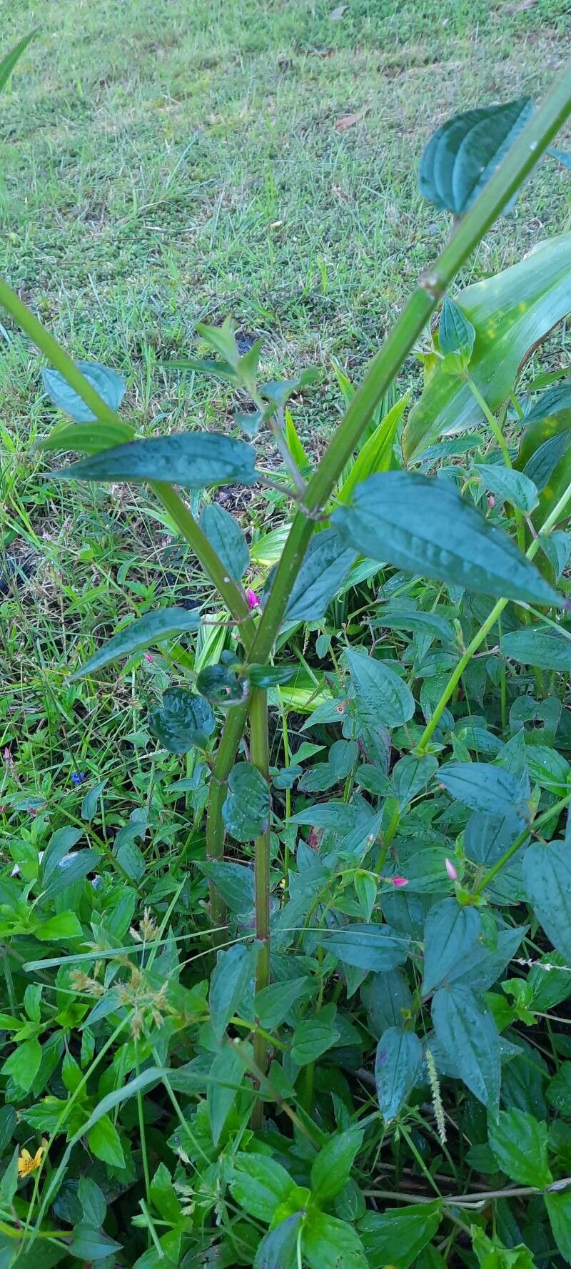 Arthrostemma ciliatum leaf