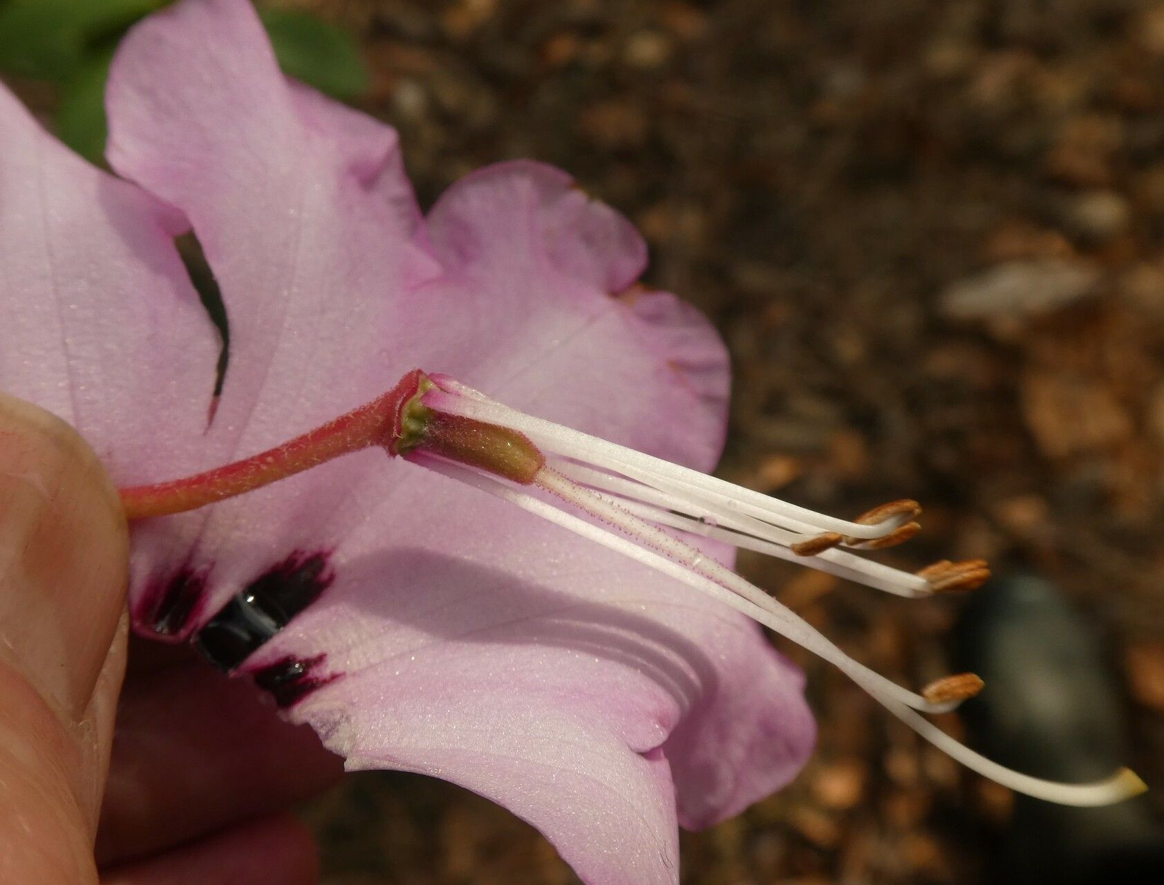 Rhododendron lukiangense flower