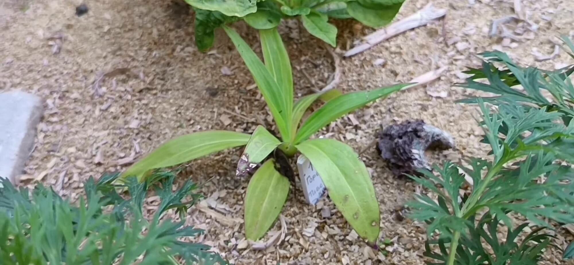Gentiana tibetica — houseplant care guide
