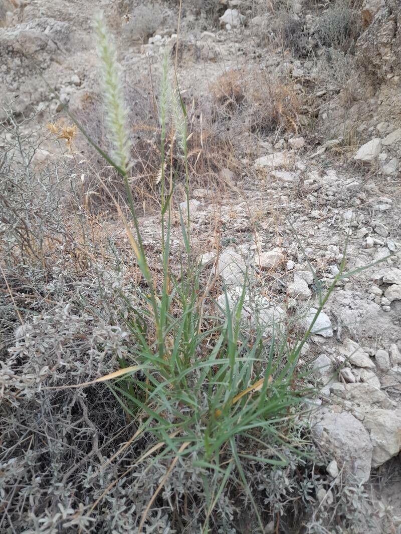 Melica persica other