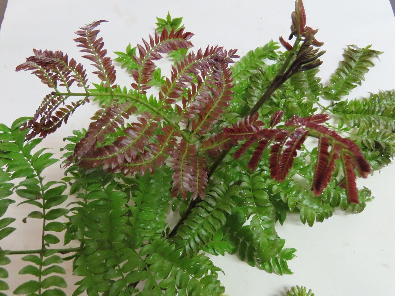 Cojoba costaricensis — related species from the same genus