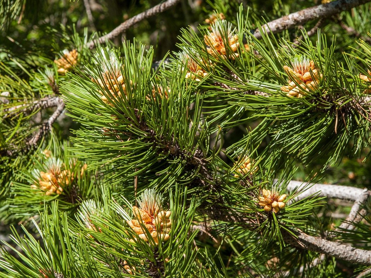Pinus heldreichii flower