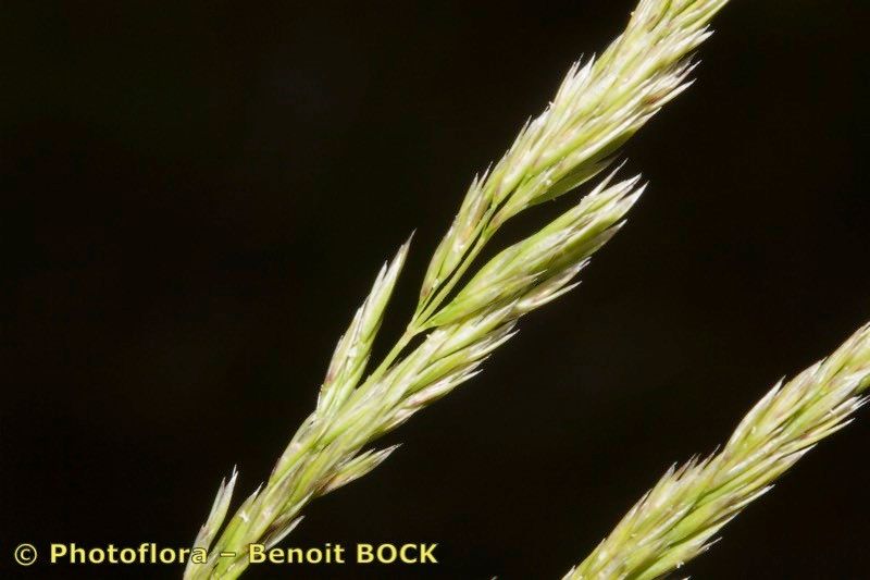 Avellinia festucoides — houseplant care guide